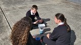 Bronze dofe